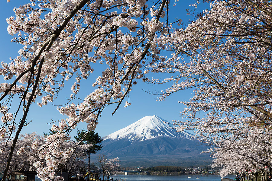 春の望む富士山